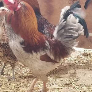 Meet your Posher, Becky